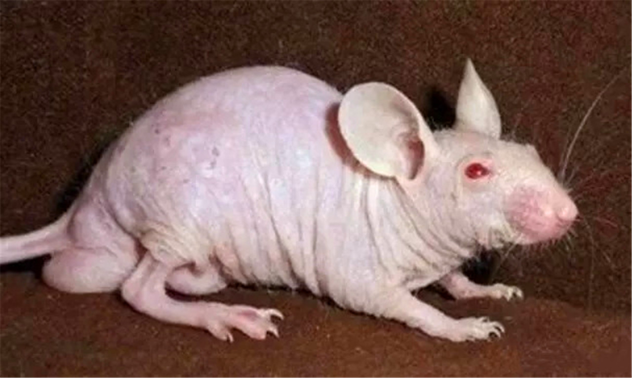 男子自从养了三只老鼠后,再没洗过澡,身上的污垢交给老鼠来清理