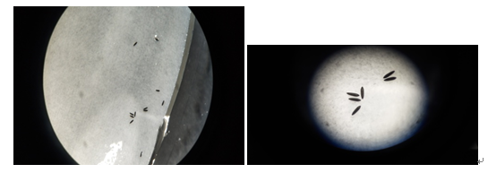 看仔细了:白纹伊蚊卵