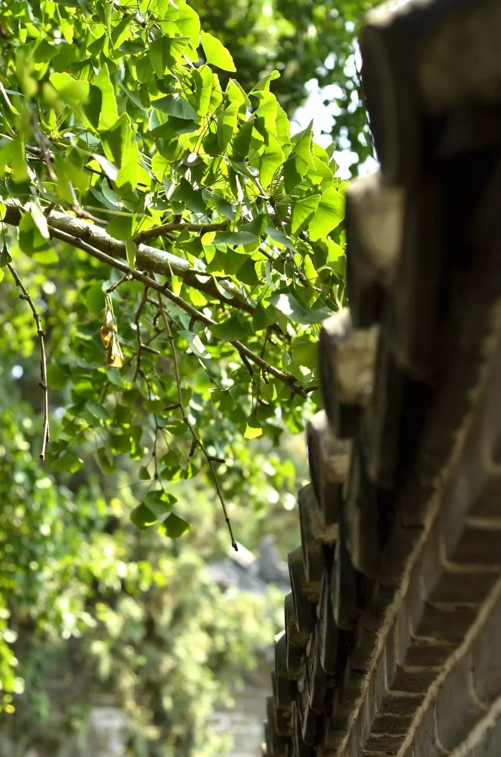 一片苍翠之色笼罩着古寺,秋风摩挲着树叶使它渐渐变成秋天该有的颜色.