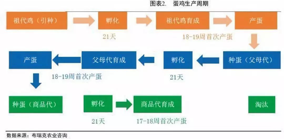 办公扫描书扫高拍仪供应商_伍鸿电子_文件_双摄镜头_文档