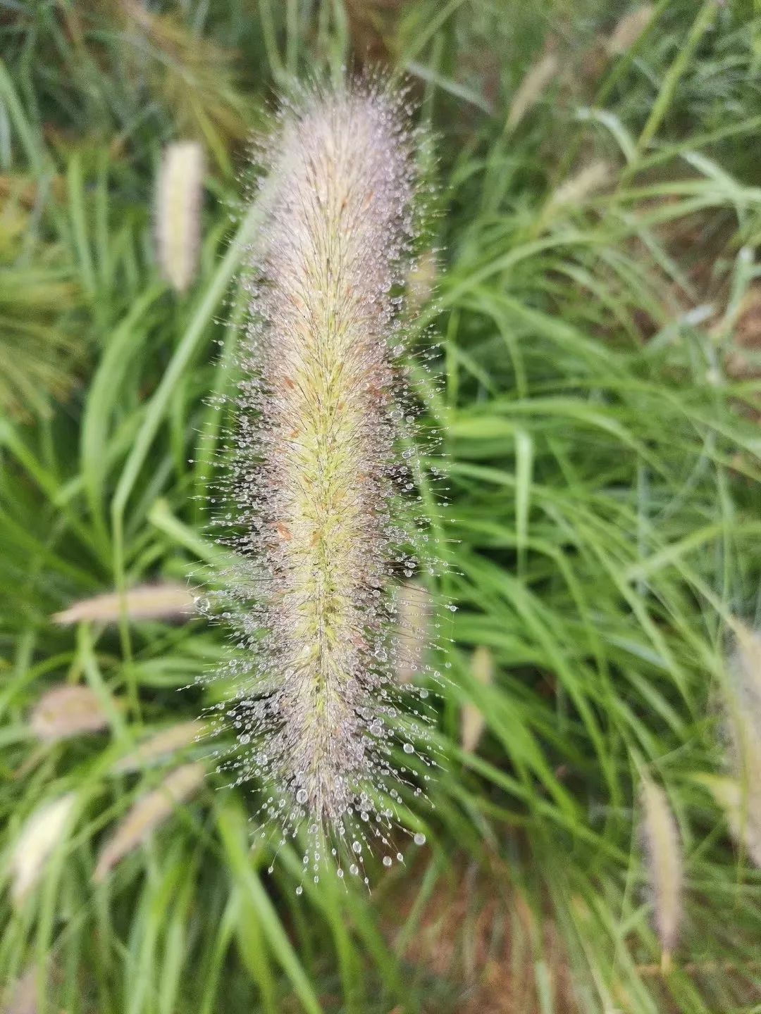 雨雨雨肥乡明天还有雨更有最美雨景看过来