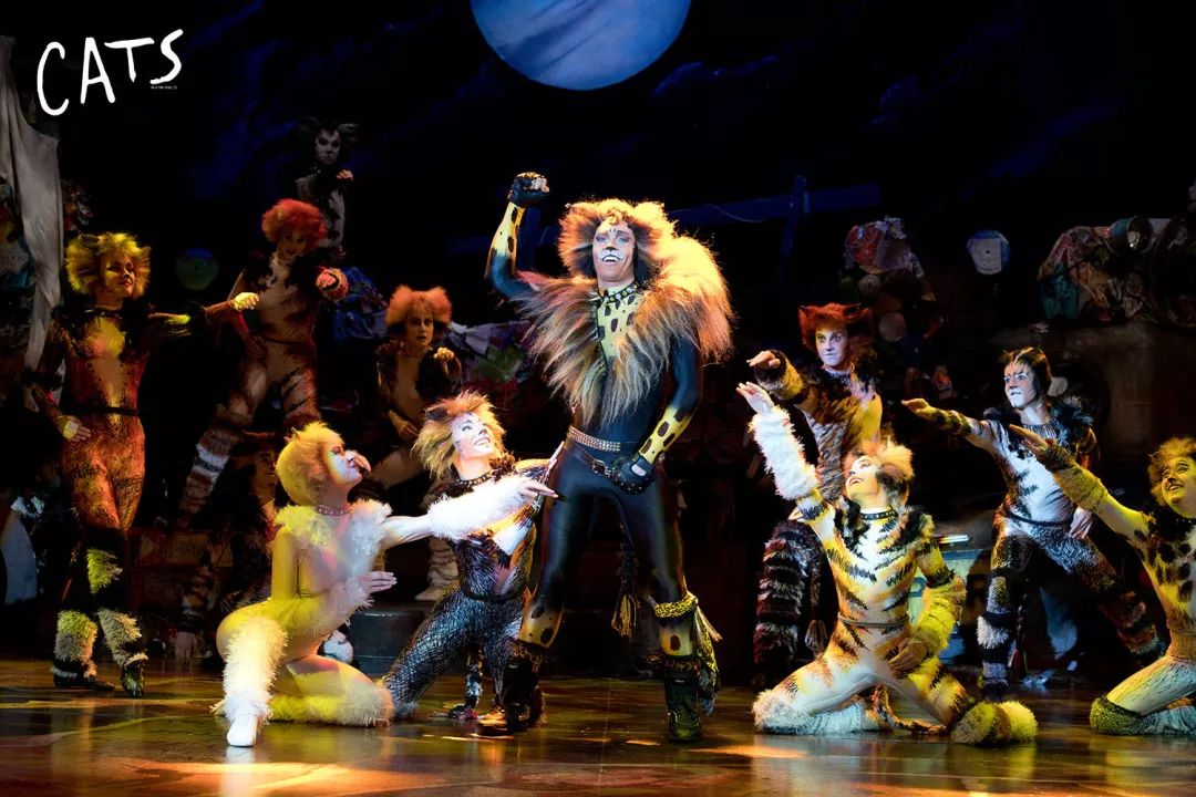 连演11天15场丨掌握与猫互动法则这么吸猫最尽兴