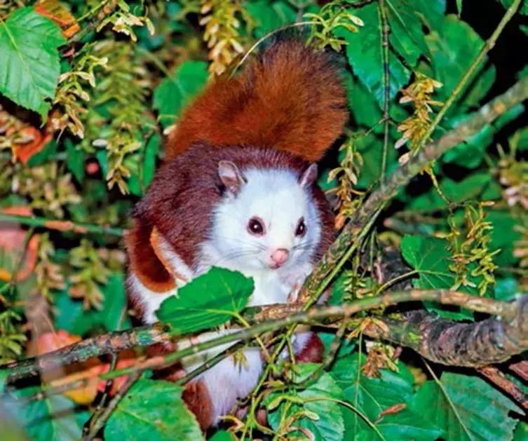 野生世界丨鼯鼠——可以在林中滑翔的松鼠亲戚_摄影