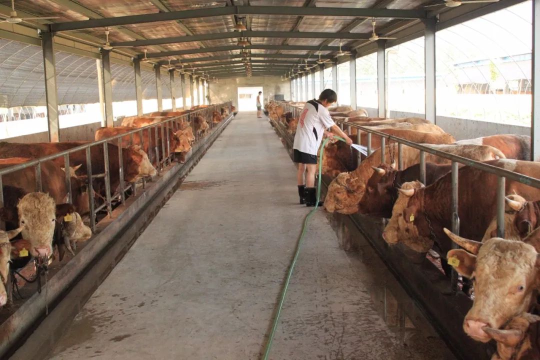 几十年来一直承担为港澳地区提供活牛的重任良友金牛所采购的架子牛均