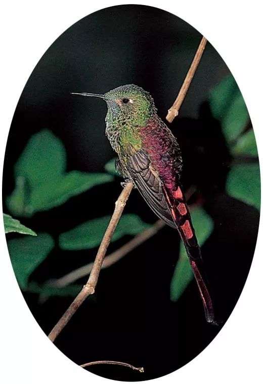 飞翔的鸟蜂雀蜂鸟二