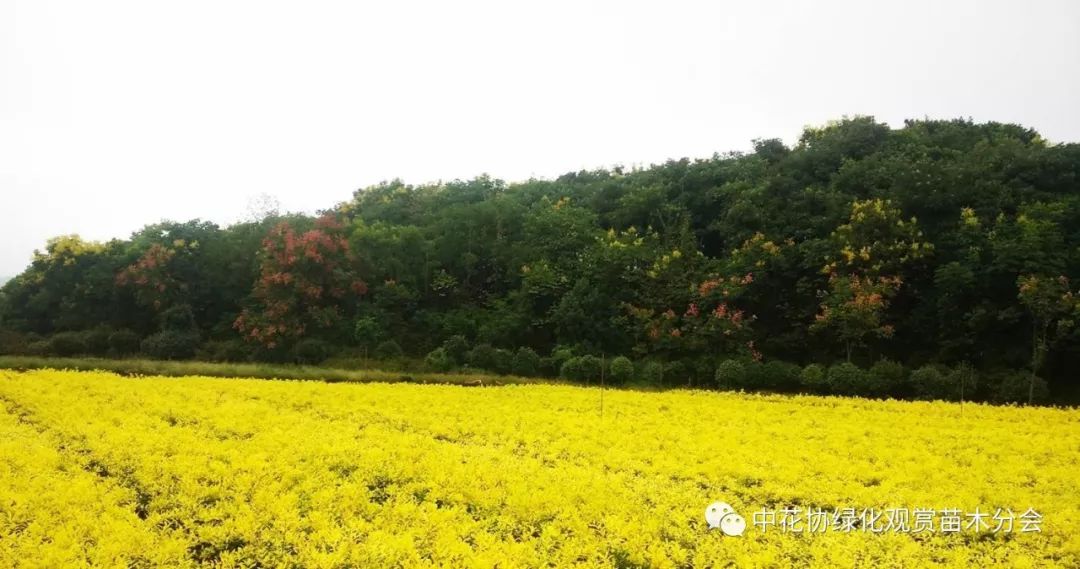 红叶石楠苗一年能长多少厘米