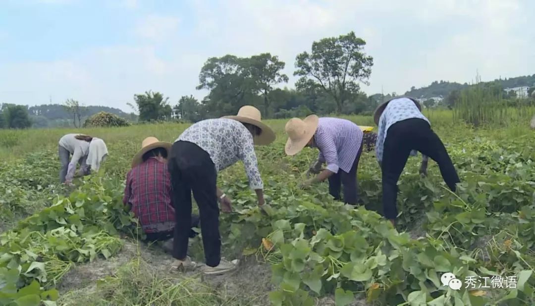 袁州区南庙镇袁梅村党支部书记 段泉立