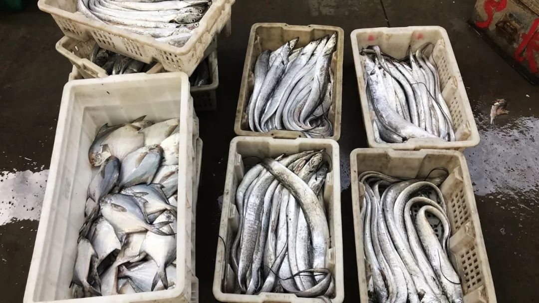 开海迎来鱼满仓中秋临近忙抢鲜