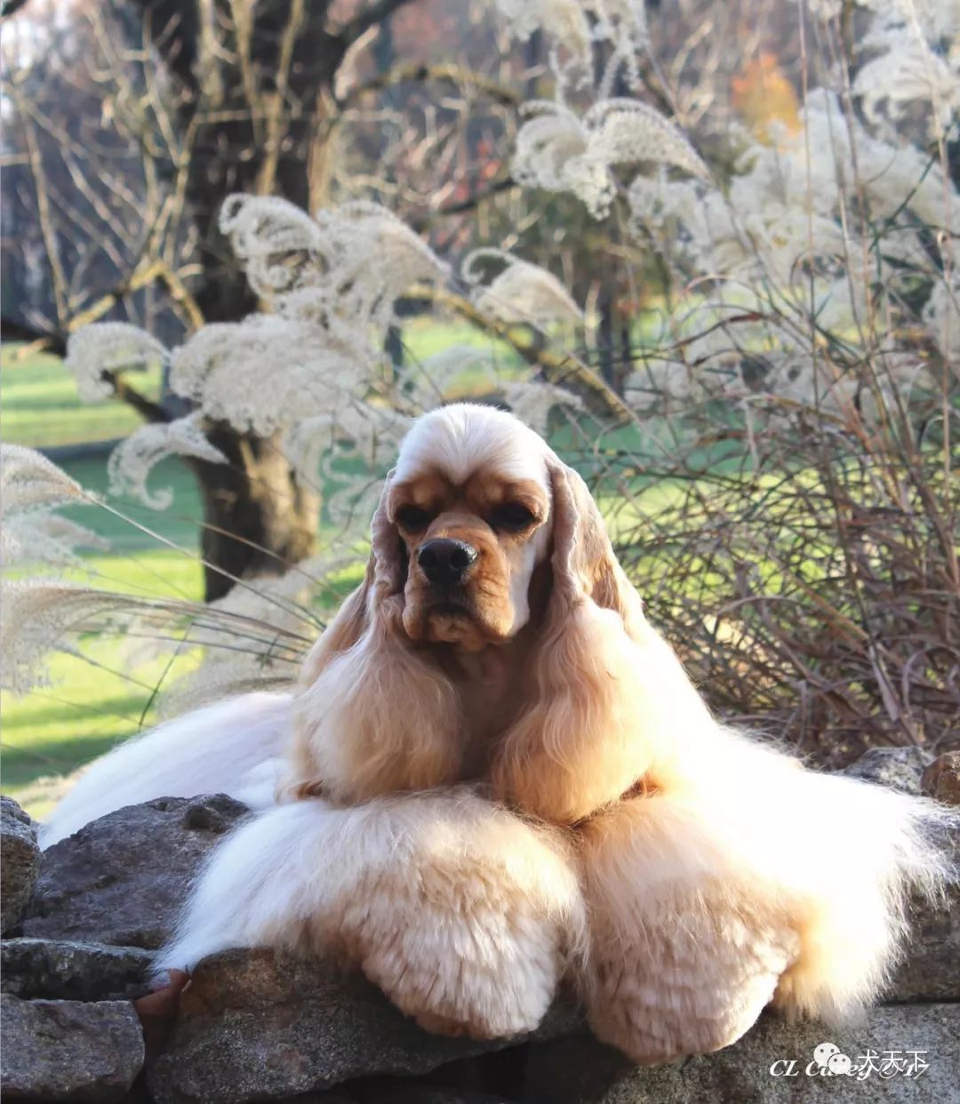 点指名犬备受欢迎的魅力之星美国可卡獚犬