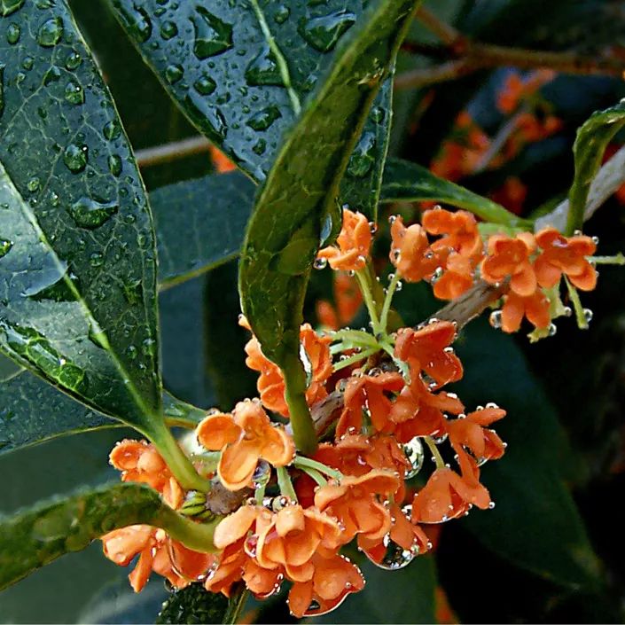 项村(十里桂花长廊):浙江省特色旅游村项村的十里桂花长廊种有天香台