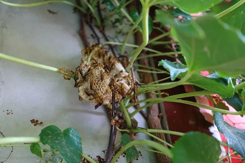 因为到处都是野蜂窝今年我已经被蛰了三次卧室窗户上的这个无疑是这几