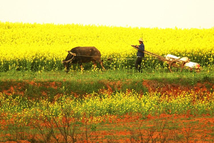 每逢陌上花开日,正是耕牛苦命时.
