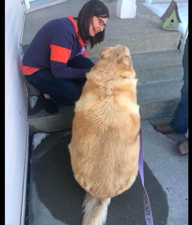 原创金毛太胖重达80公斤主人没耐心帮它减肥丢到医院要求安乐死