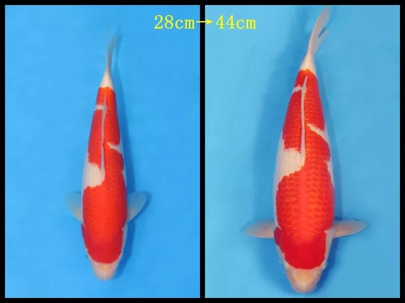 9月14日"中秋圆,锦鲤梦"参拍鱼预展!期待与你相遇_赛级锦