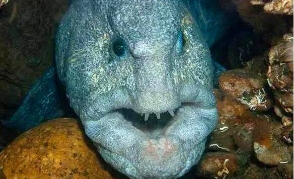 努力拉扯着沉重的渔网,一条人般高的狼鳗让他喜出望外