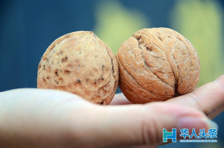 原创山西左权把小核桃做成富民大产业