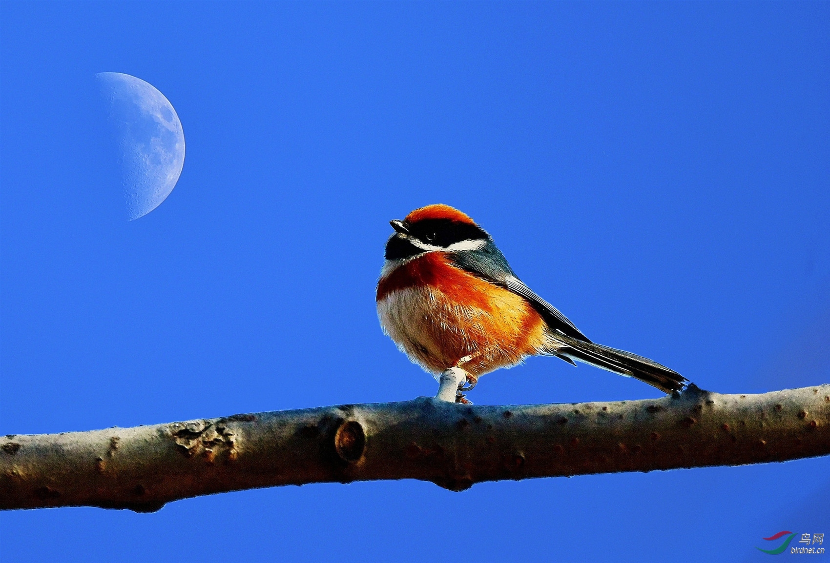 秋问:蟾蜍,玉兔十六的月亮炫清秀十五的月亮挂心头斟满酒——银光泪