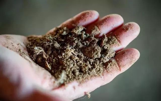 鸡粪用对了,就是王者!用不好,后果很严重!