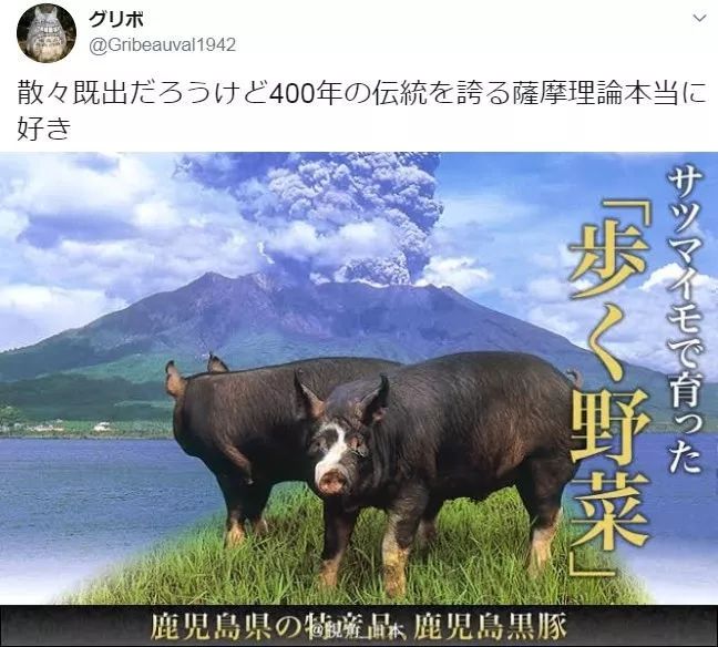 鹿儿岛县的特产99鹿儿岛黑猪,是吃番薯长大的「会走路的蔬菜」.
