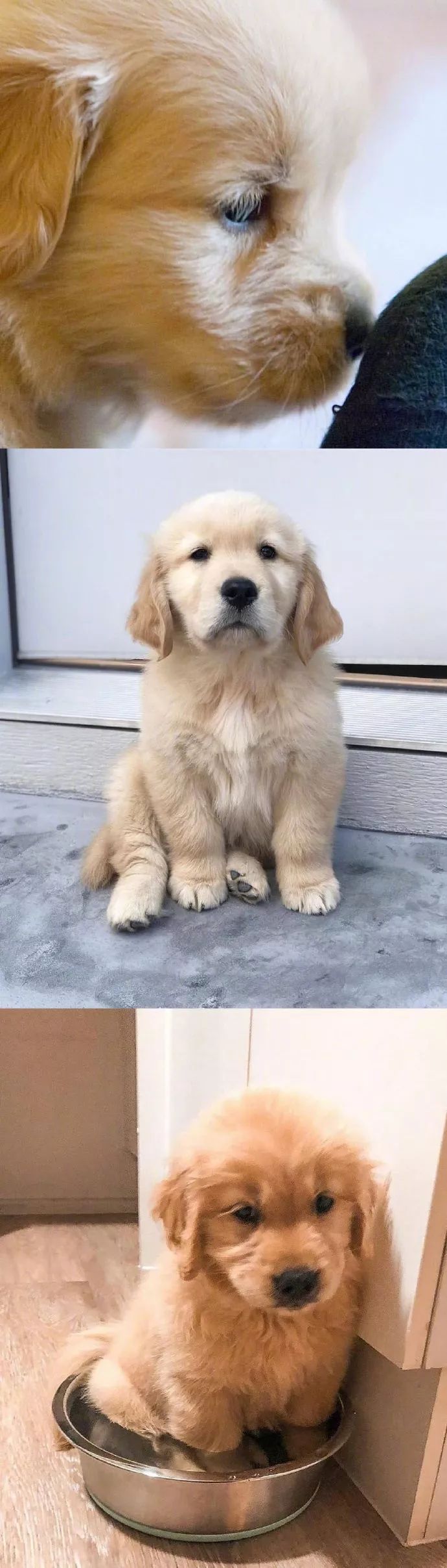 金毛宝宝真·委屈巴巴!可爱这两字我已经说不动了!