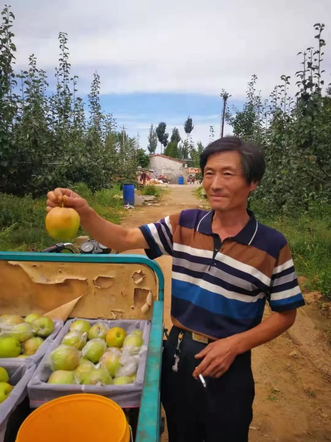 玉露香梨即将下树55岁的他卖梨还债