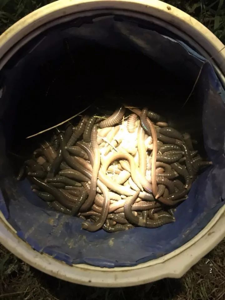 中"电捕蚯蚓机"体积不大,市民拍摄的视频后来才知道他在电蚯蚓刚开始