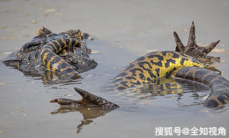 殊死对决8米森蚺激战2米凯门鳄8分钟后鳄鱼被拧断四肢