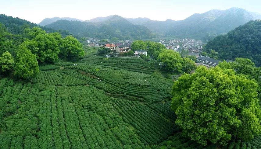 連續八年|盧正浩免費為茶農發放近11萬斤有機菜餅肥_梅家塢