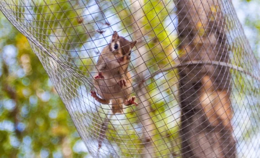 延边州首家松鼠欢乐谷入驻琵岩山