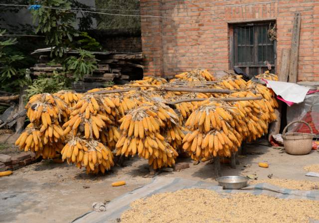 过去收玉米的图片曝光满满的都是回忆