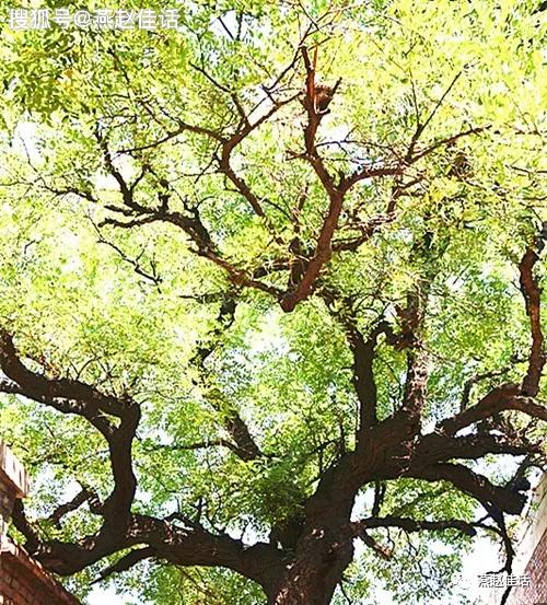 相传,这古槐乃古时村民为怀念古赵国二相臣,即:廉颇,蔺相如赐八特村名