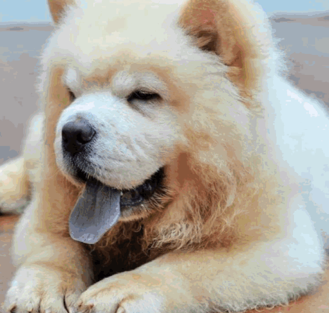 640_610gif 动态图 动图