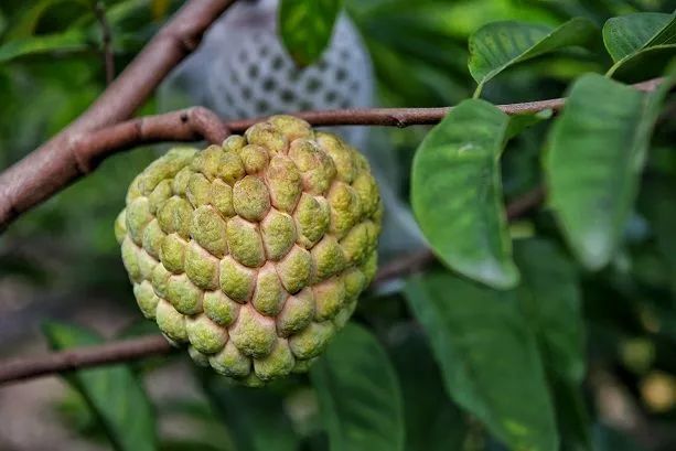 【精彩澄海】樟林林檎熟了,硕果挂满枝头!今年每斤卖……_味道