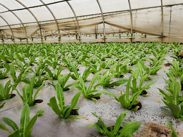 油麦菜种植全过程图片