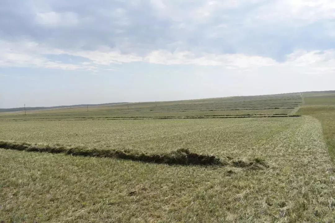 毛登牧场开展2019年秋季打草工作
