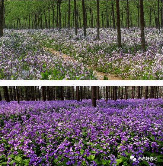 宿根花卉基地：自然之美与产业发展的完美交融