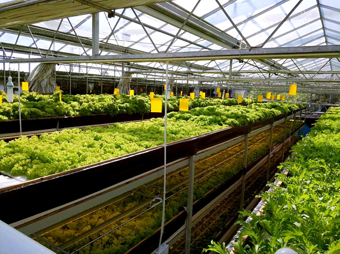 镇江日报对百源康鱼菜共生植物工厂创始人曹伯良专访:将"绿色梦想"