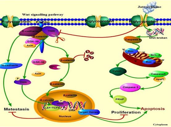 天然药物成分靶向治疗肿瘤毒副作用小抑制肿瘤生长转移作用大