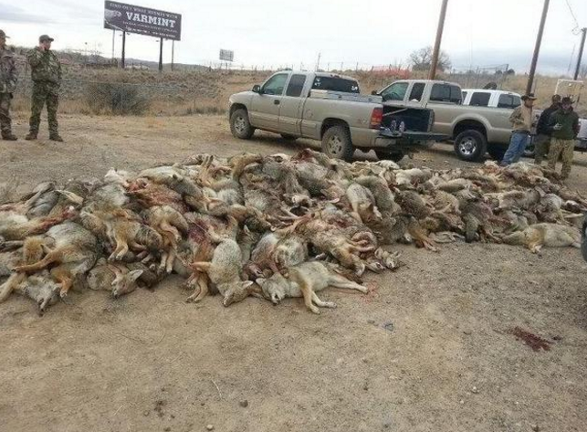 新墨西哥州野外尸积如山当地居民却据此收获不菲财富