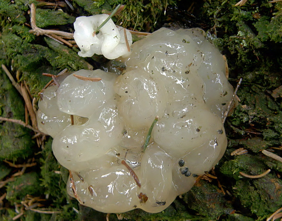 这些物体外表颜色为乳白色,上表面还有少量水分,看起来就像是果冻一样