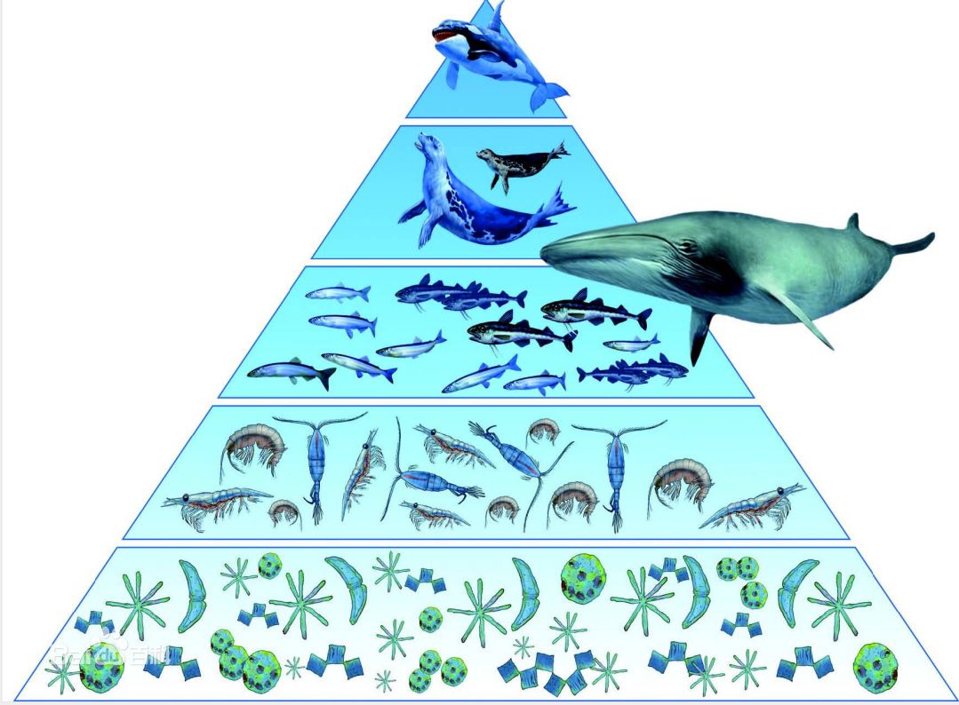 深海生物分布图图片