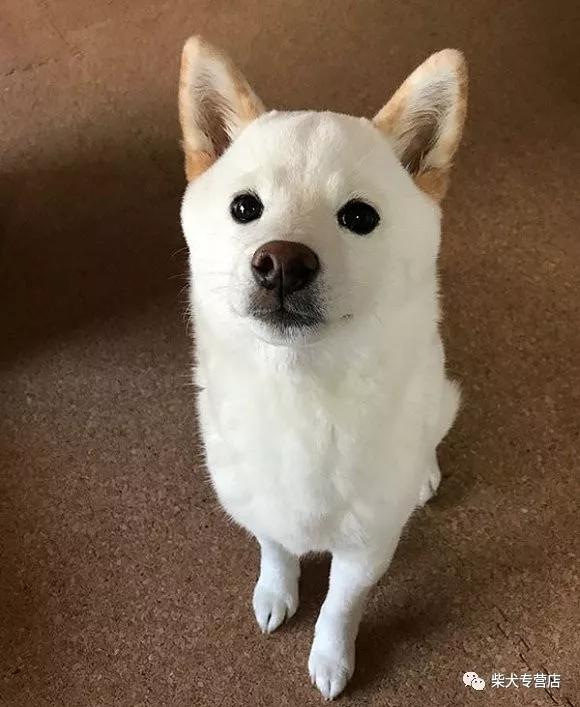 柴犬豆柴傻傻分不清楚你真的了解柴犬吗