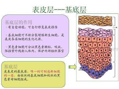 衰老皮肤表皮中,基底层细胞大小,形态及染色性质等变异性增加,表皮