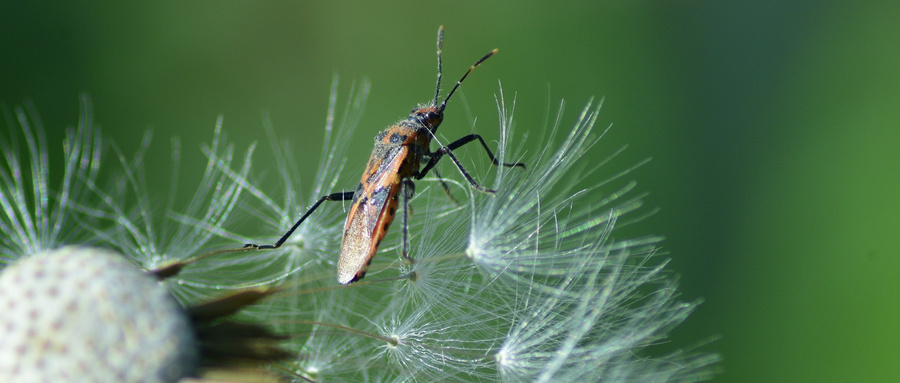 油虫图片 来自搜狐网