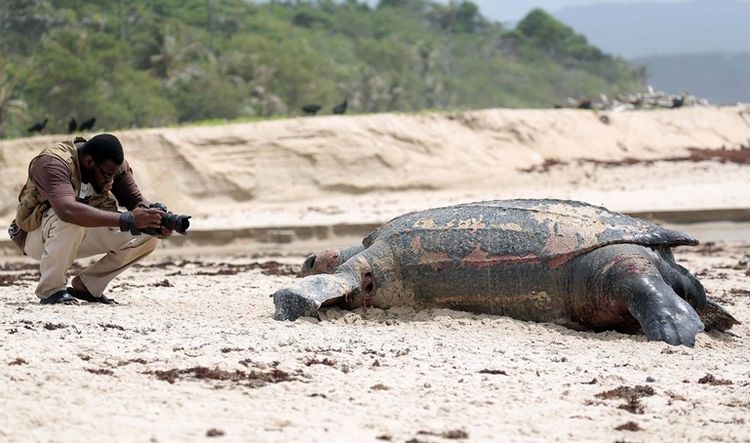 海滩散步意外发现巨型海龟尸体,让人类陷入沉思,为何会走向死亡