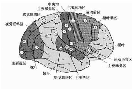 如果下丘腦具有傳導肢體,表情和語言運動功能的中繼神經末端節的功能.