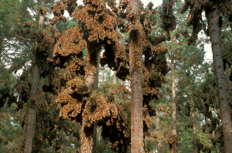 当chinning走进后,他发现这些树叶抖动的更加剧烈,仿佛像是要随时飞走