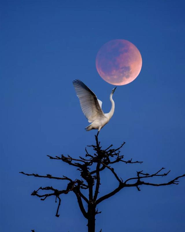 举杯邀明月华美献惊喜华美月饼杯团圆月全国摄影大赛优秀奖公示