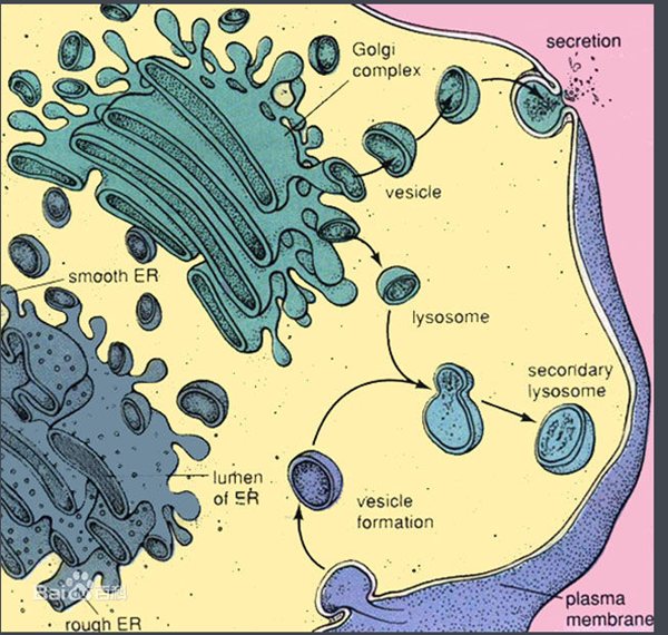 亦称高尔基复合体,高尔基器是真核细胞中内膜系统的组成之一