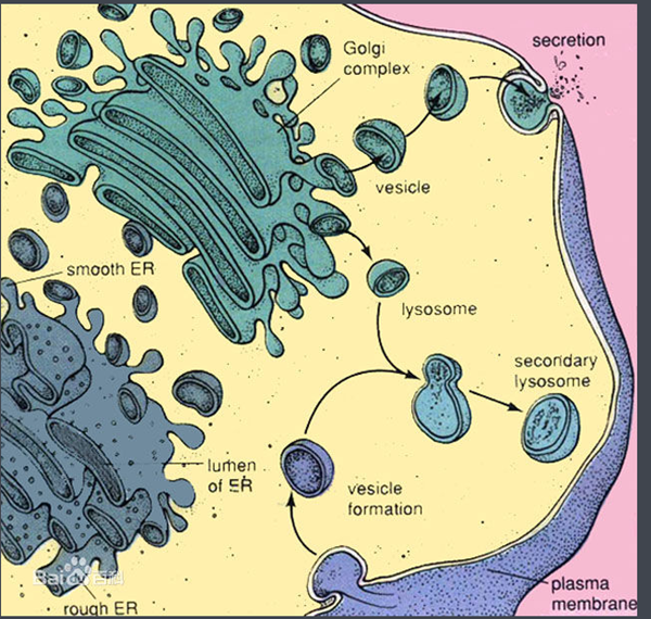 高尔基复合体绘图图片